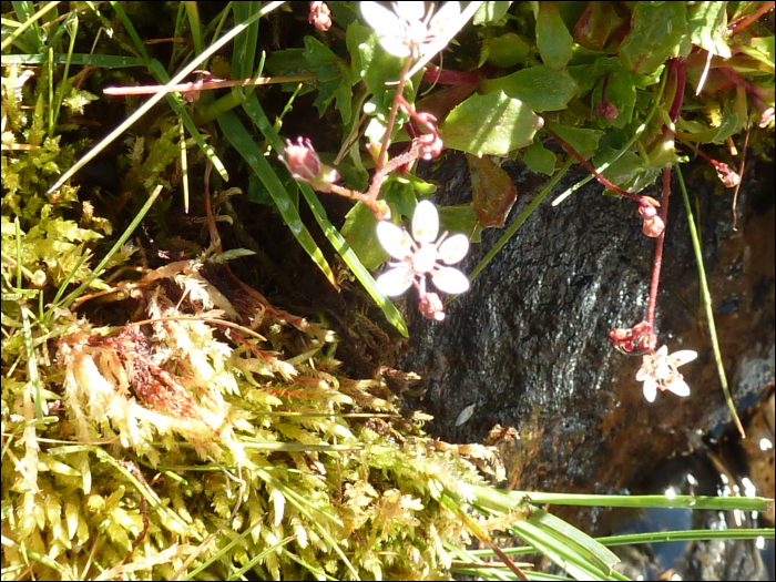 Saxifraga stellaris L.