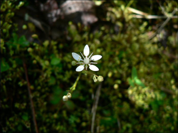 Saxifraga stellaris L.