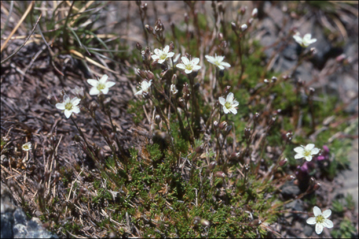 Saxifraga tenella ?