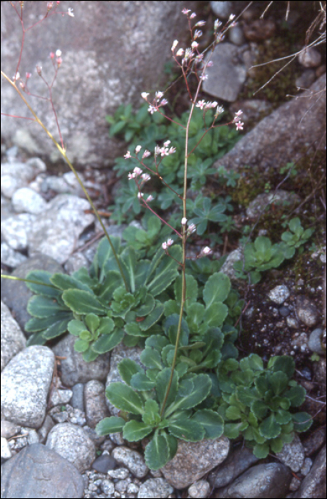 Saxifraga umbrosa L.