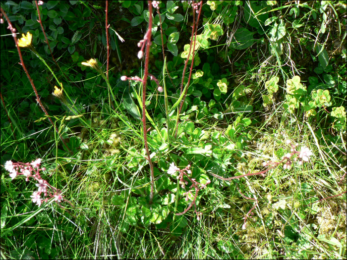 Saxifraga umbrosa L.