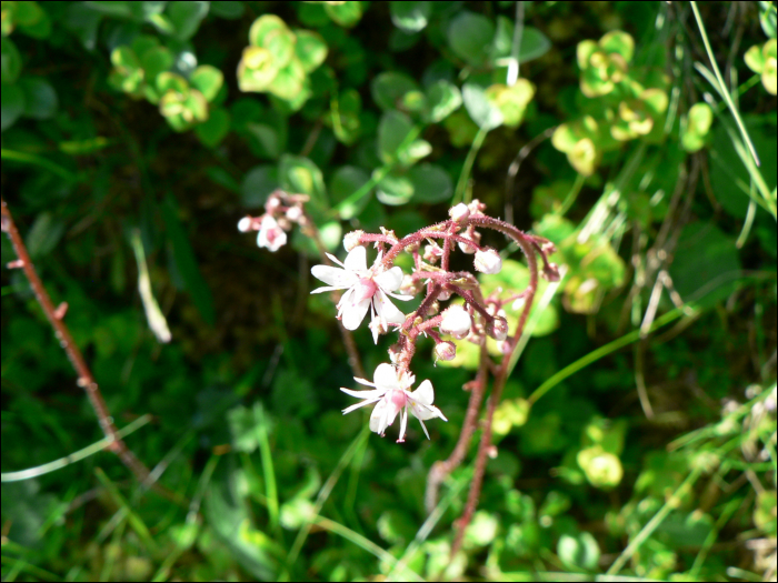 Saxifraga umbrosa L.