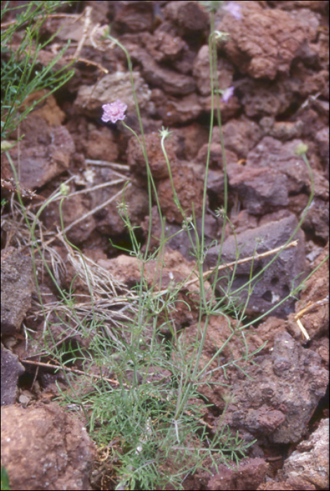 Scabiosa columbaria L.