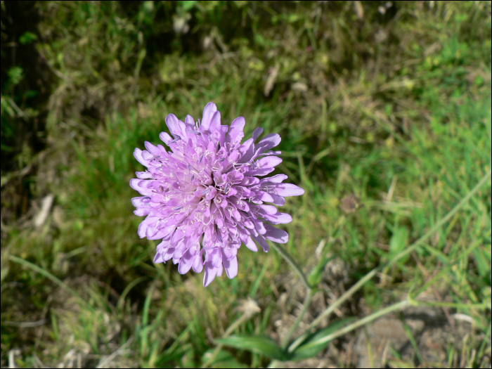 Scabiosa columbaria L.