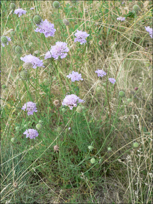 Scabiosa columbaria L.