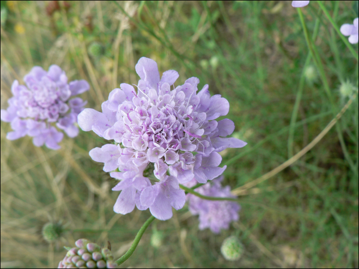 Scabiosa columbaria L.