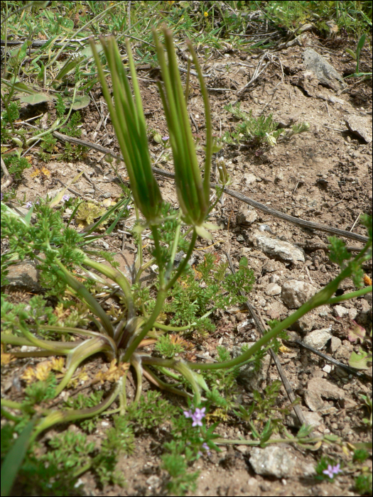 Scandix pecten-veneris L.