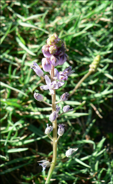 Scilla autumnalis