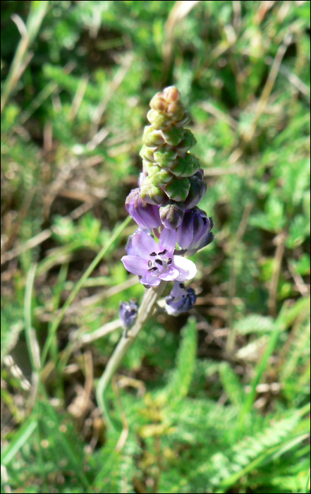 Scilla autumnalis