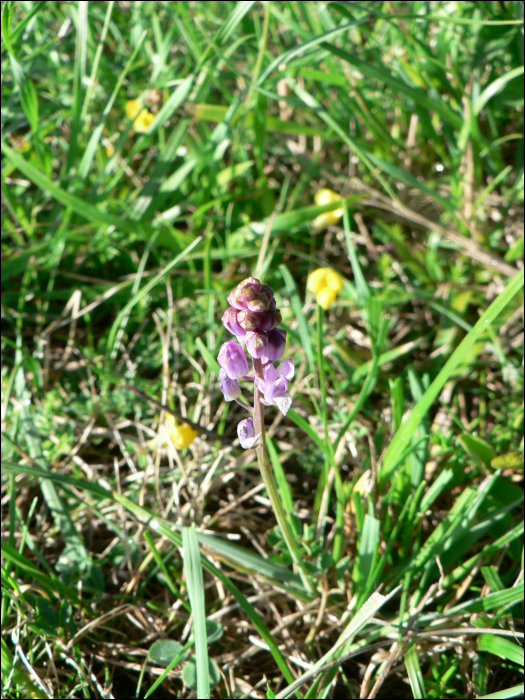 Scilla autumnalis