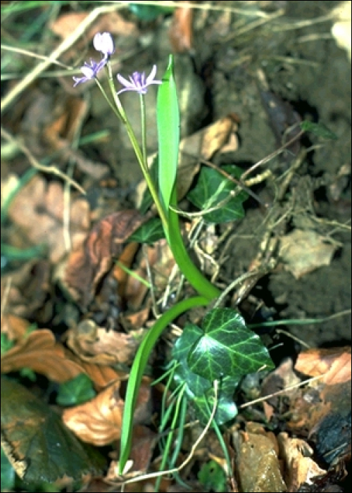 Scilla bifolia L.