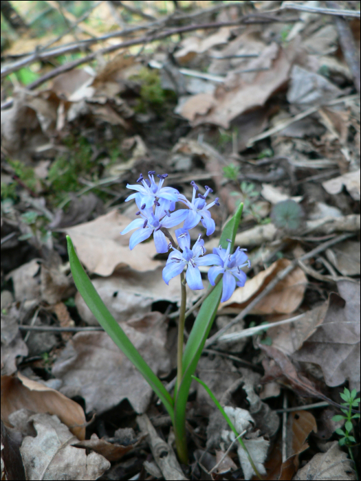 Scilla bifolia L.