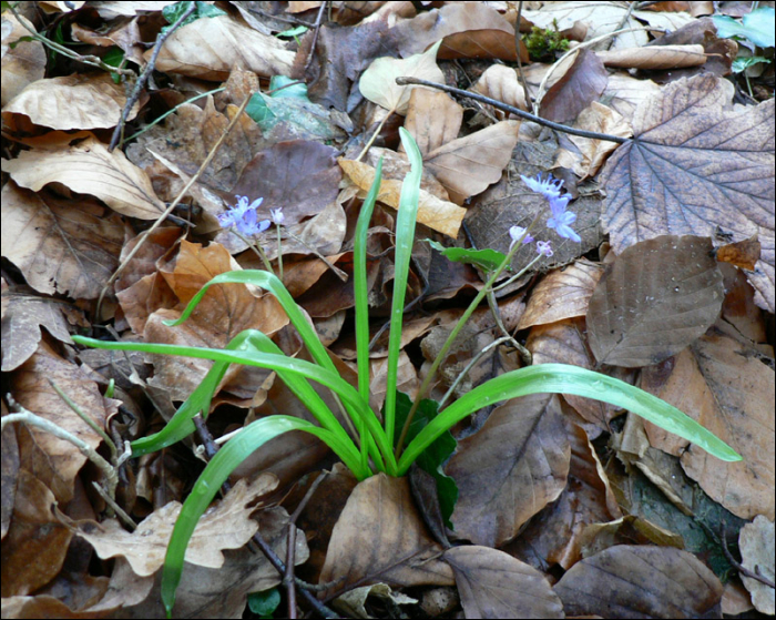 Scilla bifolia L.