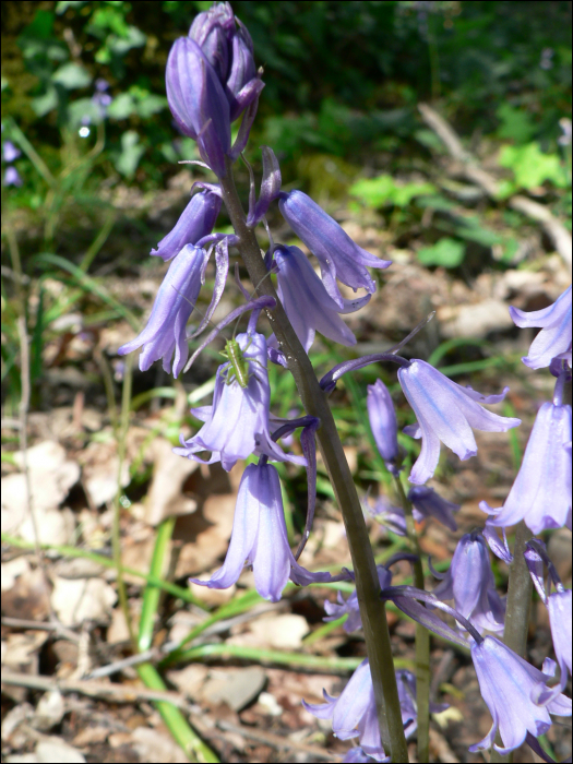 Scilla hyacinthoides