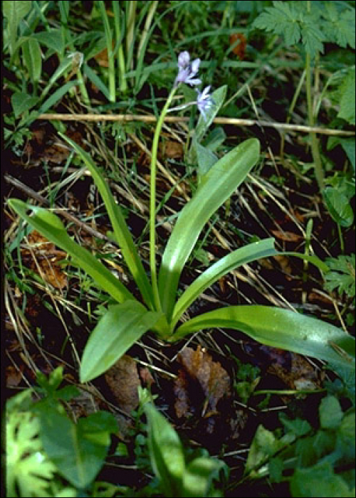 Scilla lilio-hyacinthus L.