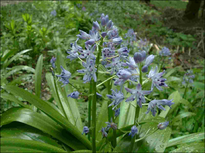 Scilla lilio-hyacinthus L.