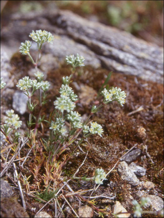 Scleranthus perennis L.