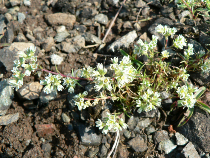 Scleranthus perennis L.