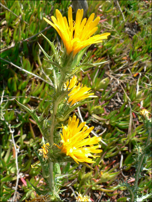 Scolymus hispanicus