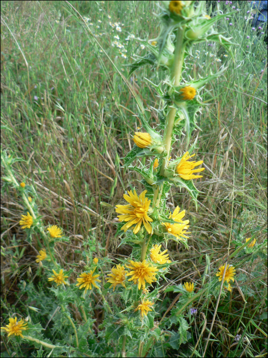 Scolymus hispanicus