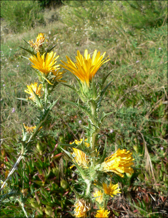 Scolymus hispanicus