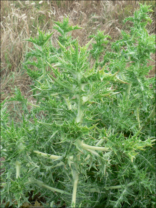 Scolymus hispanicus