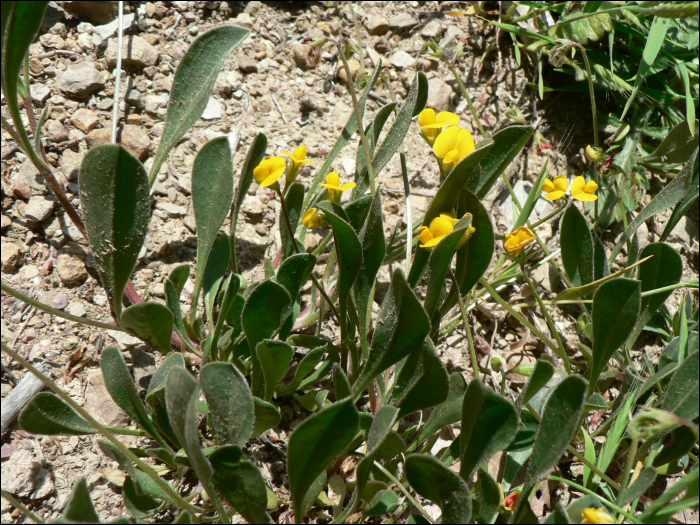 Scorpiurus muricatus