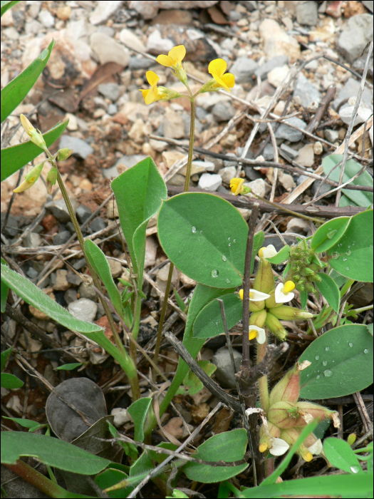 Scorpiurus muricatus