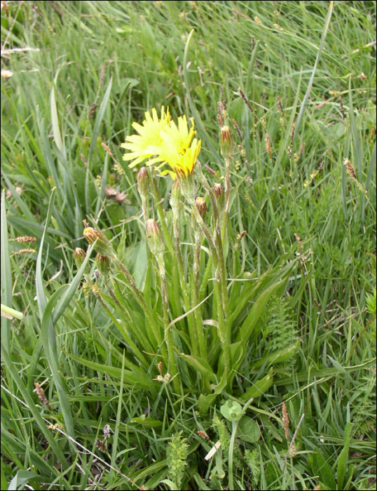 Scorzonera humilis L.