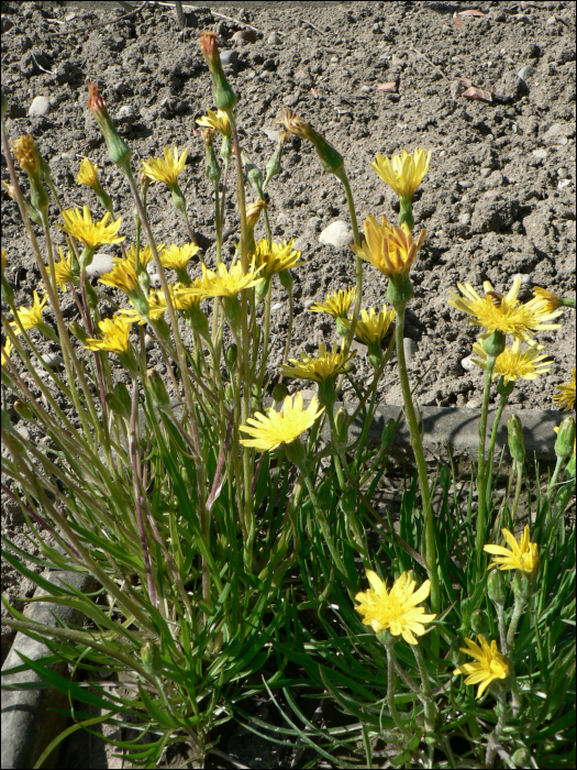 Scorzonera humilis L.