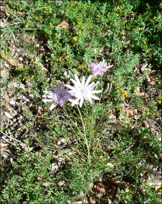 Scorzonera purpurea