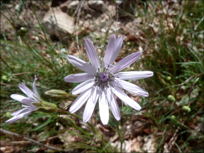 Scorzonera purpurea