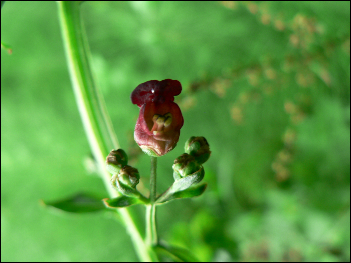 Scrophularia auriculata (=Scrophularia aquatica)