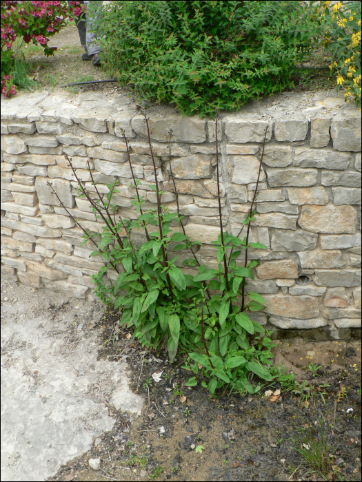 Scrophularia auriculata (=Scrophularia aquatica)