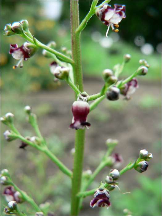 Scrophularia canina L.