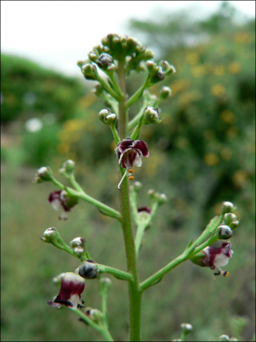 Scrophularia canina L.