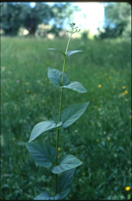 Scrophularia nodosa L.