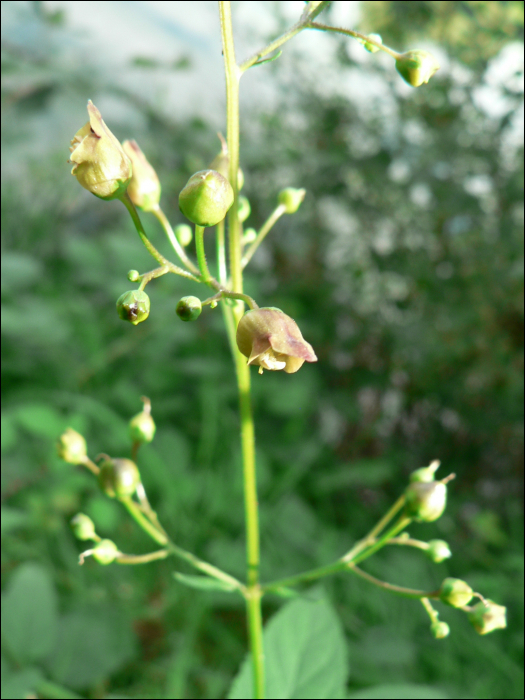 Scrophularia nodosa L.