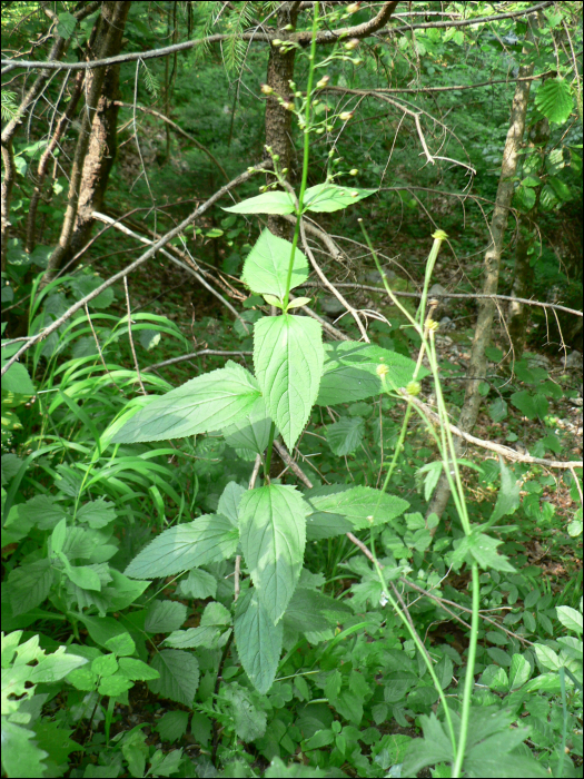 Scrophularia nodosa L.