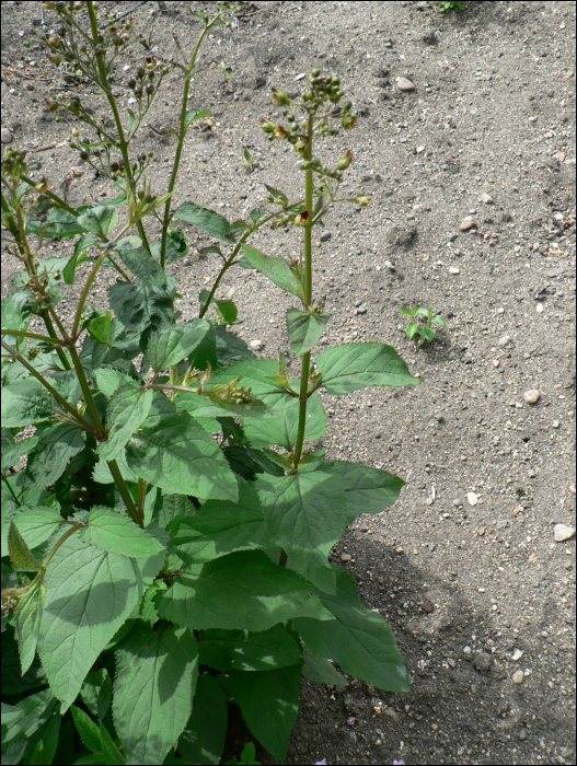 Scrophularia nodosa L.