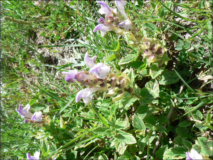 Scutellaria alpina L.