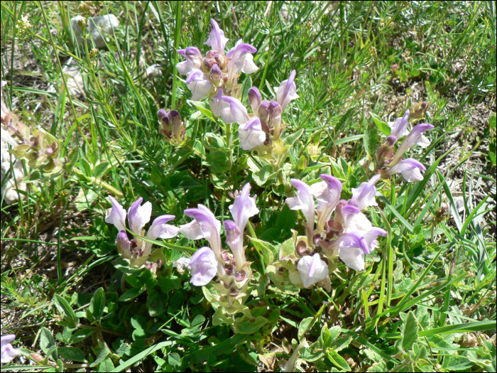 Scutellaria alpina L.