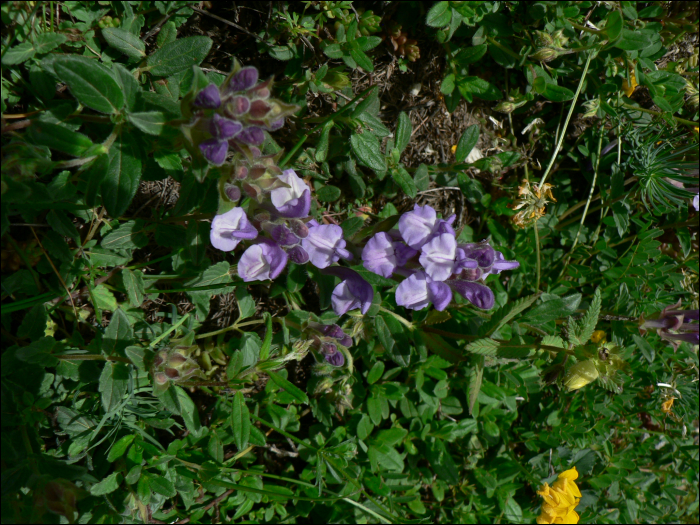 Scutellaria alpina L.