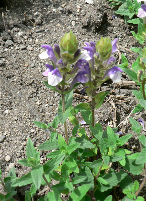 Scutellaria alpina L.