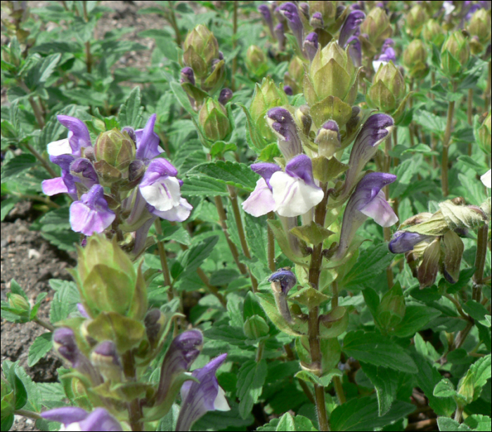 Scutellaria alpina L.