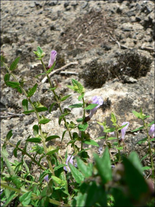 Scutellaria galericulata