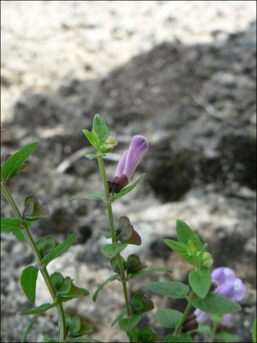 Scutellaria galericulata