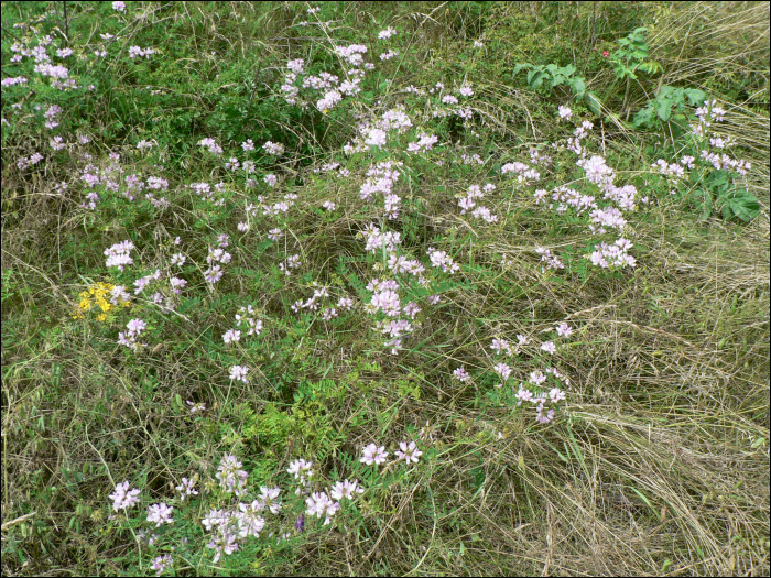 Securigera varia Lassus (=Coronilla varia)