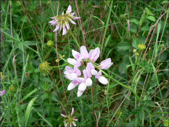 Securigera varia Lassus (=Coronilla varia)