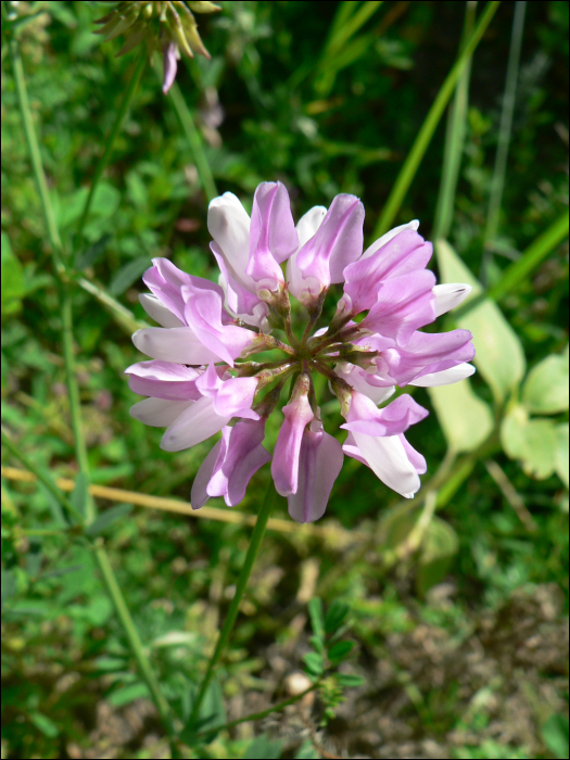 Securigera varia Lassus (=Coronilla varia)